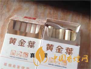 黃金葉天葉真假識別