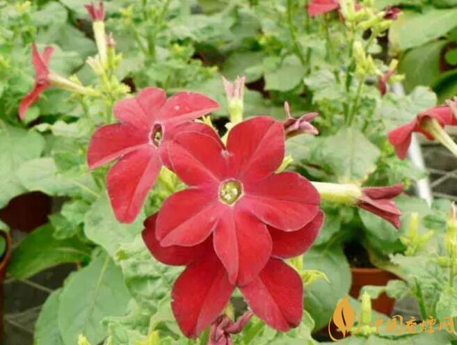 煙草花花語是什么，煙草花什么時(shí)候開花