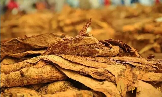 津巴布韋煙葉為什么好，黃金煙葉成為國寶