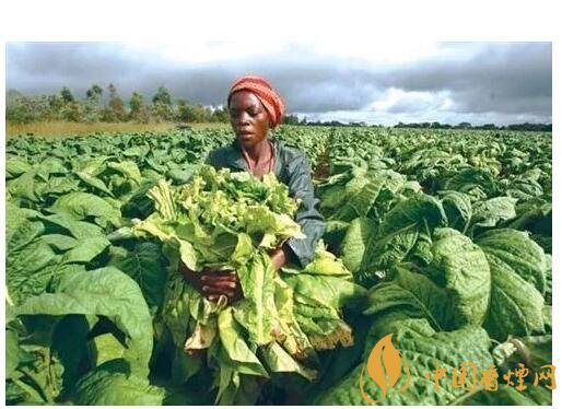 津巴布韋煙葉為什么好，黃金煙葉成為國寶