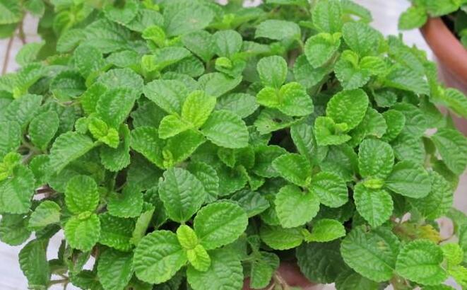 怎么去除尼古丁植物 哪種植物最吸尼古?。ㄈf年青）